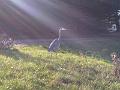 Herron in sun beams 2